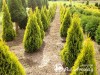 Tuja vakarinė  ,Janed Gold' (lot. Thuja occidentalis)
